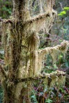 Hiking the Clatsop Loop Trail, Ecola State Park, Cannon Beach, OR