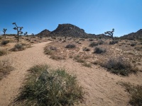 In Joshua Tree National Park