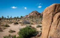 In Joshua Tree National Park