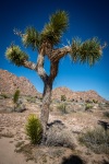 In Joshua Tree National Park