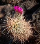 At Cholla Cactus Garden in Joshua Tree National Park