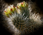 At Cholla Cactus Garden in Joshua Tree National Park