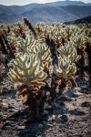 At Cholla Cactus Garden in Joshua Tree National Park