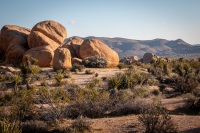 On Arch Rock Trail in Joshua Tree National Park