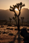 In Joshua Tree National Park