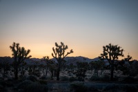 Sunrise at Quail Springs in Joshua Tree National Park