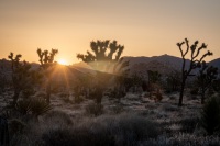 Sunrise at Quail Springs in Joshua Tree National Park