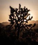 Sunrise at Quail Springs in Joshua Tree National Park