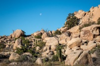 On the Barker Dam Trail in Joshua Tree National Park