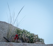 On the Barker Dam Trail in Joshua Tree National Park