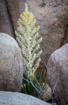 On the Barker Dam Trail in Joshua Tree National Park