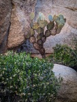 On the Barker Dam Trail in Joshua Tree National Park