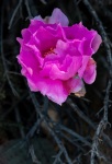 On the Barker Dam Trail in Joshua Tree National Park