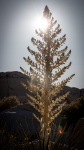 On the Barker Dam Trail in Joshua Tree National Park