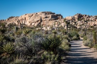 On the Barker Dam Trail in Joshua Tree National Park