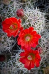 On the Barker Dam Trail in Joshua Tree National Park