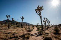 On the Wall Street Mill Trail in Joshua Tree National Park