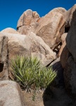 On the Wall Street Mill Trail in Joshua Tree National Park