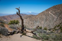 At Keys View in Joshua Tree National Park