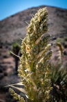 On the Lost Horse Mine tail at Joshua Tree National Park