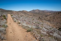 On the Lost Horse Mine tail at Joshua Tree National Park