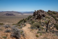 On the Lost Horse Loop Trail in Joshua Tree National Park