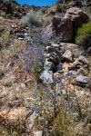 On the Lost Horse Loop Trail in Joshua Tree National Park