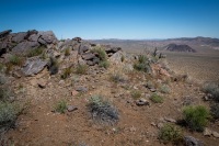 On the Lost Horse Loop Trail in Joshua Tree National Park