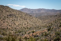 On the Lost Horse Loop Trail in Joshua Tree National Park