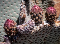 On the Lost Horse Loop Trail in Joshua Tree National Park