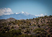 On the Lost Horse Loop Trail in Joshua Tree National Park