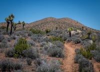 On the Lost Horse Loop Trail in Joshua Tree National Park