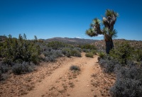 On the Lost Horse Loop Trail in Joshua Tree National Park