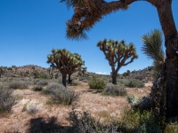 On the Lost Horse Loop Trail in Joshua Tree National Park