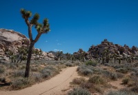 At Cap Rock in Joshua Tree National Park