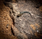 Lizard at Cap Rock in Joshua Tree National Park