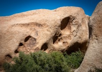 At Cap Rock in Joshua Tree National Park