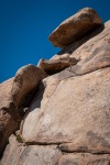 At Cap Rock in Joshua Tree National Park