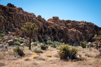 In Joshua Tree National Park