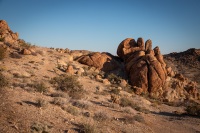 On the Fortynine Palms Oasis Trail in Joshua Tree National Park