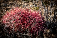 On the Fortynine Palms Oasis Trail in Joshua Tree National Park