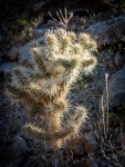 On the Fortynine Palms Oasis Trail in Joshua Tree National Park