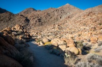 On the Fortynine Palms Oasis Trail in Joshua Tree National Park