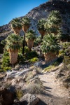 On the Fortynine Palms Oasis Trail in Joshua Tree National Park