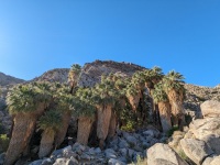 On the Fortynine Palms Oasis Trail in Joshua Tree National Park