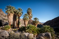 On the Fortynine Palms Oasis Trail in Joshua Tree National Park