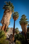 On the Fortynine Palms Oasis Trail in Joshua Tree National Park