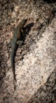 On the Fortynine Palms Oasis Trail in Joshua Tree National Park