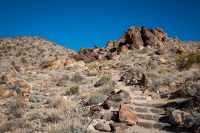 On the Fortynine Palms Oasis Trail in Joshua Tree National Park