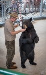 Bear show at Clark's Trading Post in Lincoln, NH